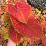Caladium-New-Wave-Caladium-bicolor-2-scaled