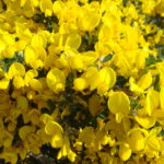 Calicotome_villosa3