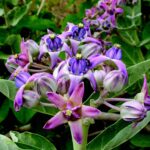 Calotropis_gigantea.tif