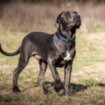 Cane-corso-cerny