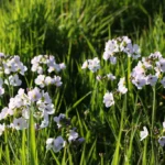 Cardaminepratensis1_1024x1024.jpg