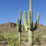 Carnegiea_gigantea_in_Saguaro_National_Park_near_Tucson,_Arizona_during_November_(58)