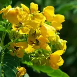 Kasie Cassia-Biflora-Flower-Plant-03