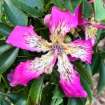 Ceiba-speciosa-flower-2023