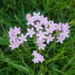 Centaurium minus 1, Saxifraga-Jasenka Topic
