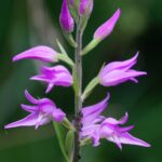 Cephalanthera_rubra_(51288697143)