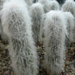Cephalocereus_senilis