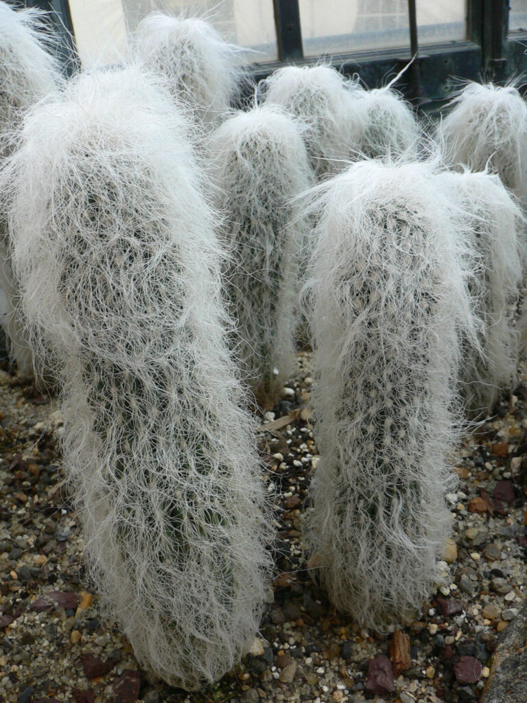 Cephalocereus_senilis