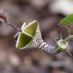 Ceropegia_distincta