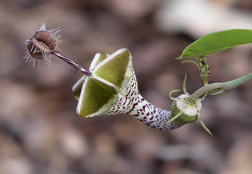 Ceropegia