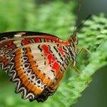 Cethosia_cyane
