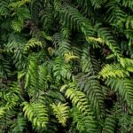 Chain_fern_(Woodwardia_radicans)_at_Furna_do_Enxofre,_Caldeira,_Graciosa_Island,_Azores,_Portugal_(PPL1-Corrected)_julesvernex2