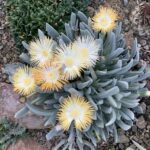 Cheiridopsis-denticulata-bed-10-E-6820-scaled