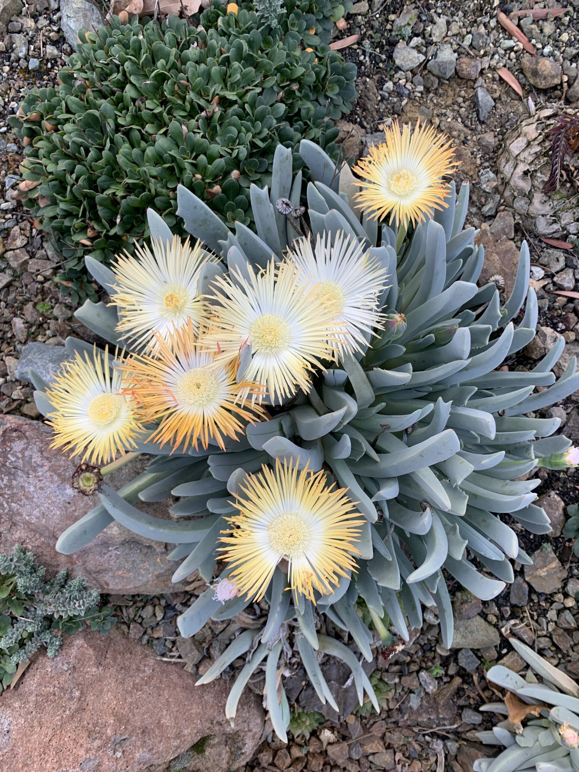 Cheiridopsis