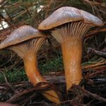 Chroogomphus_rutilus_Bryonia_orig