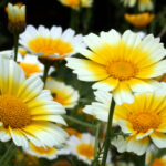 Chrysanth_coronarium