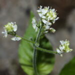 Circaea_alpina_6758