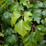 Cissus_alata_Leaves