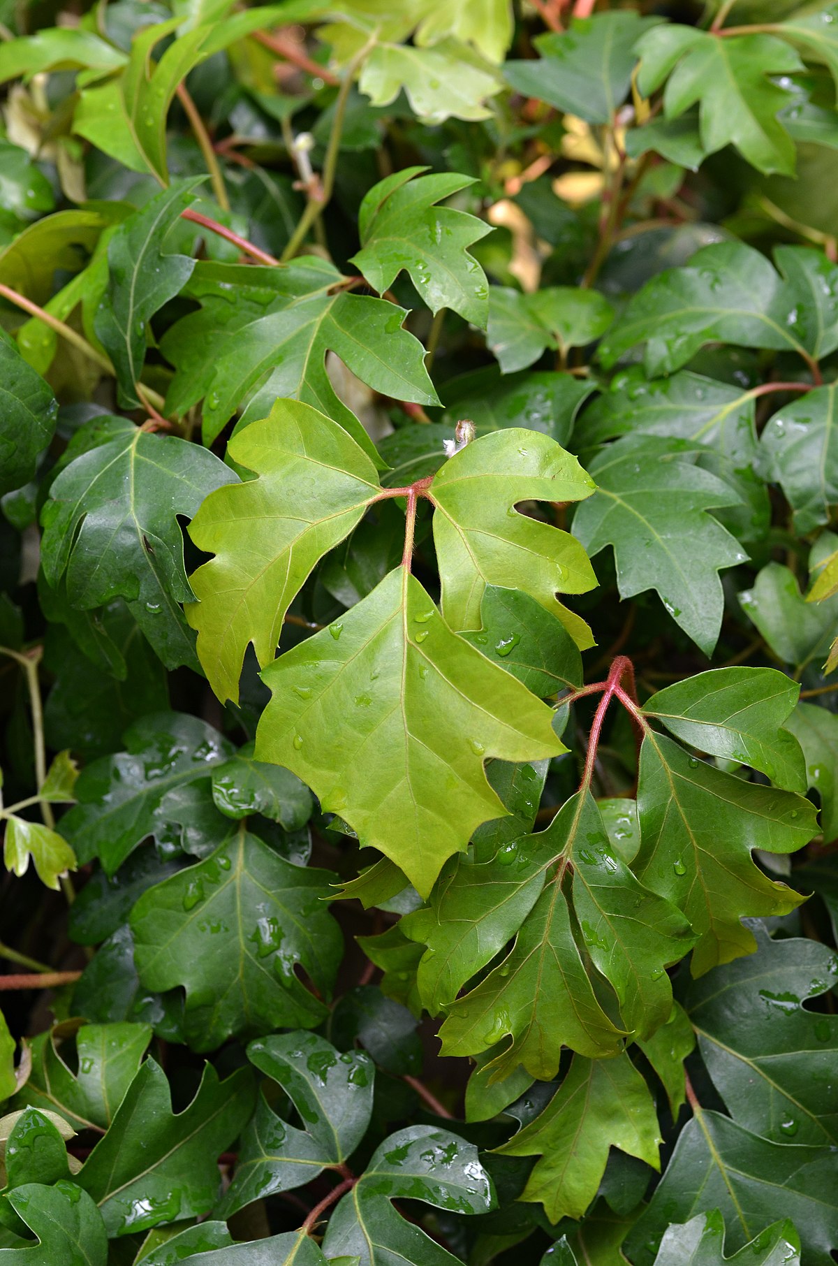 Cissus