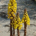 CistanchePhelypaea7