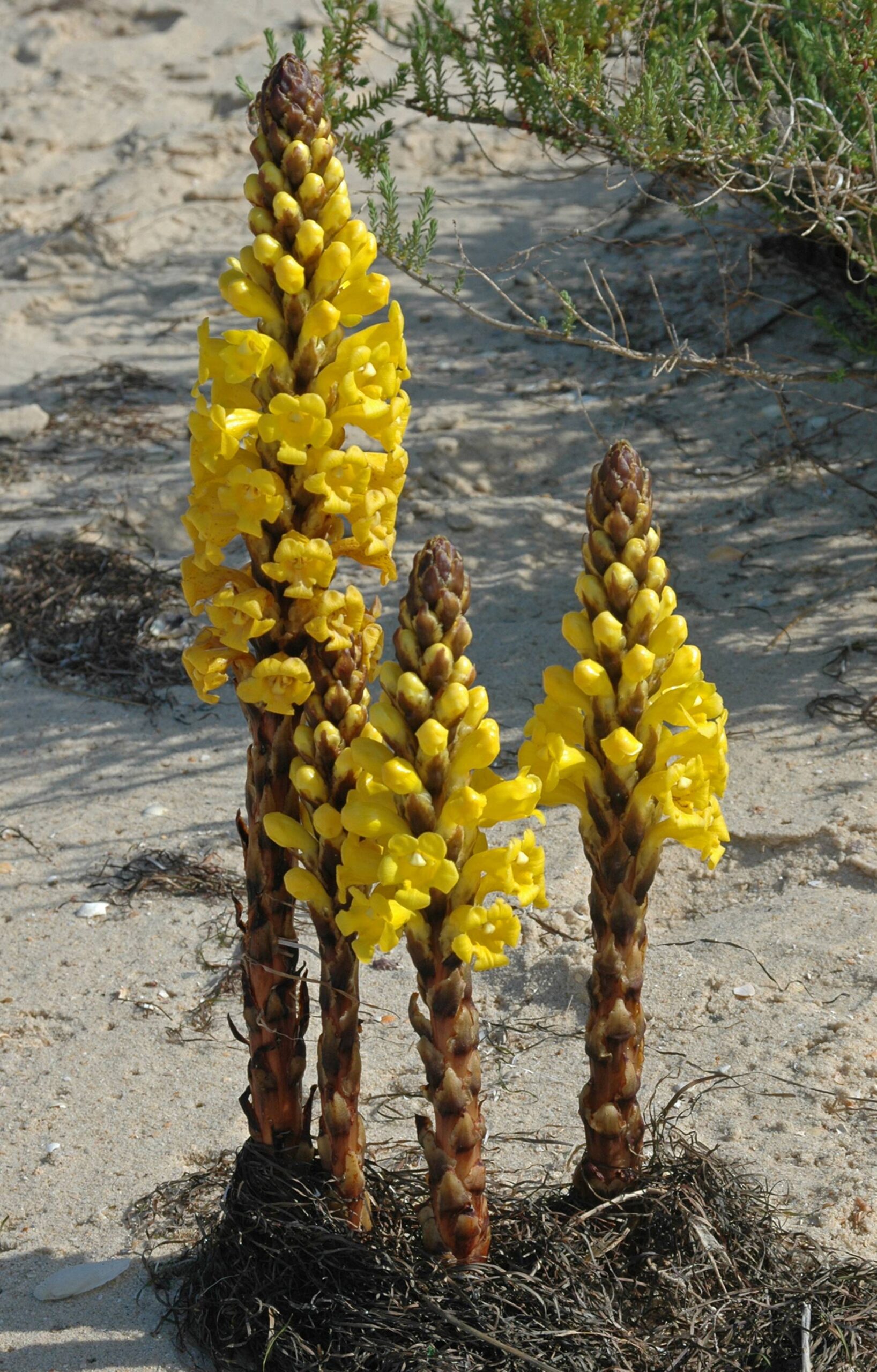 Cistanche žlutá