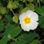 Cistus_April_2008-1