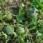 Citrullus_colocynthis_004
