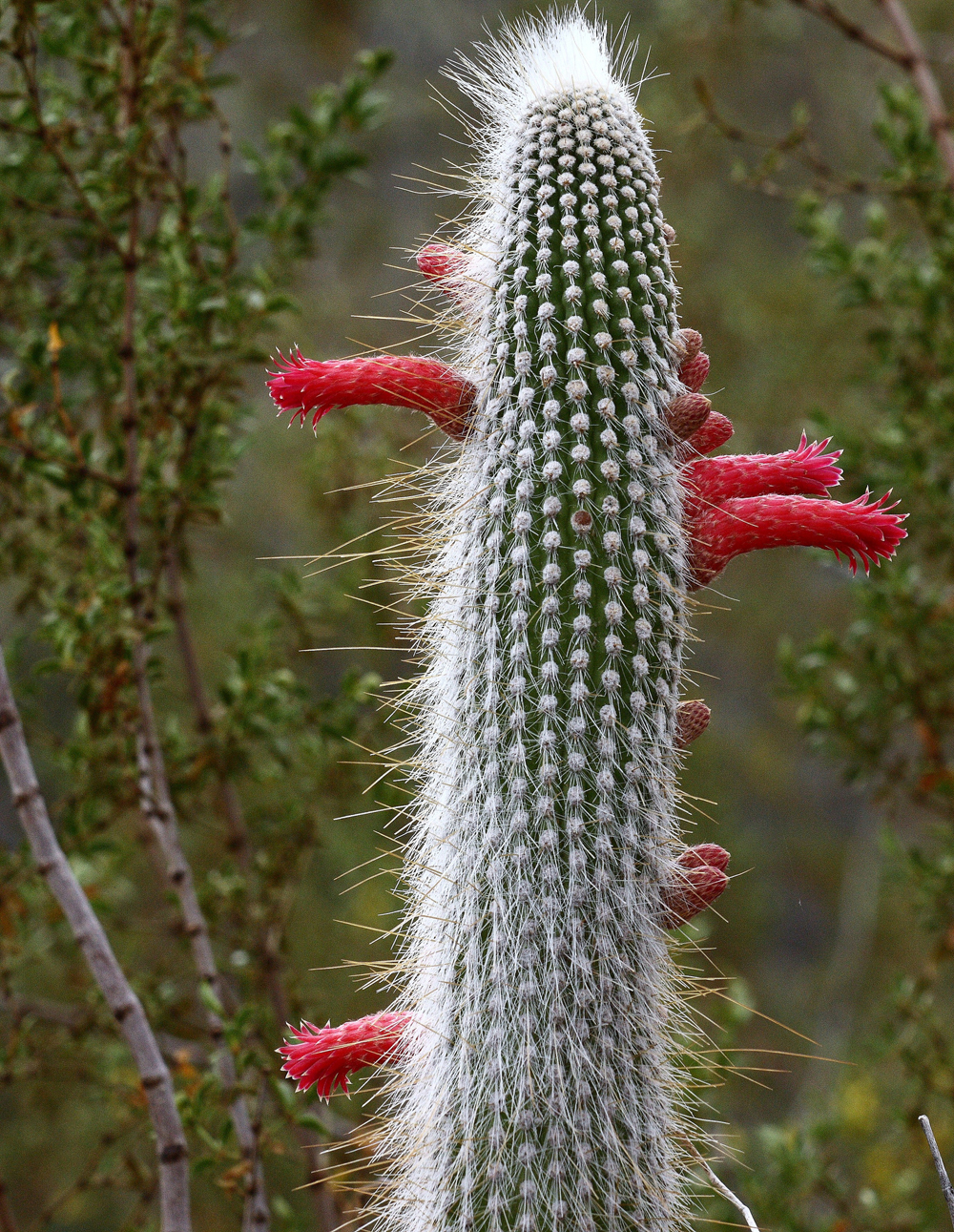 Cleistocactus jujuyensis