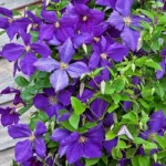 Clematis_Jackmanii1.jpg