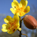 Cochlospermum-vitifolium