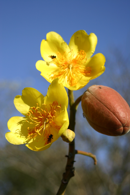 Kochlospermum révolisté