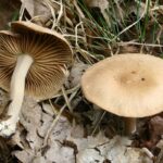 Collybia_peronata_20070812wb