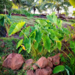 Colocasia-esculenta_090117