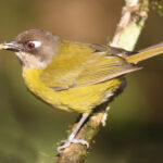 Common_bush_tanager_(Chlorospingus_flavopectus_regionalis)
