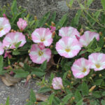 Convolvulus-arvensis