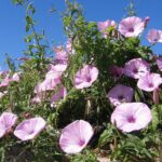 Convolvulus_althaeoides01