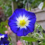 Convolvulus_tricolor