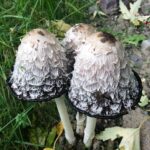 Coprinus_comatus,_the_shaggy_ink_cap,_lawyer’s_wig,_or_shaggy_mane_mushroom