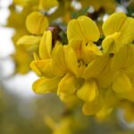 Coronilla-emerus-20120003-A-scaled