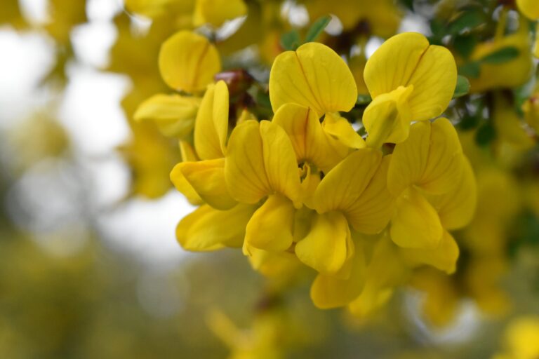 Coronilla-emerus-20120003-A-scaled