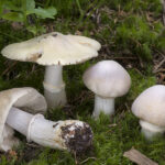Cortinarius caperatus