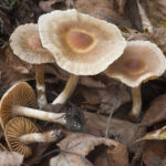 Cortinarius hinnuleus