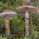 Cortinarius pholideus