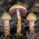 Cortinarius trivialis