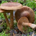 Cortinarius_armillatus_(15125498469)