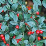 Cotoneaster-salicifolius–Autan-1—CC-BY-NC-ND