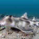 Crested-Hornshark-003