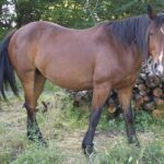 Criollo_horse