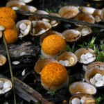 Crucibulum-laeve-DSCF0307