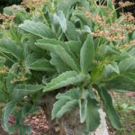 Cyphostemma_juttae_IMG_2792